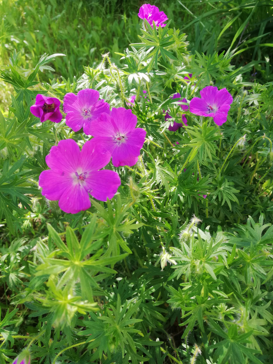 Герань кроваво-красная 'Max Frei'