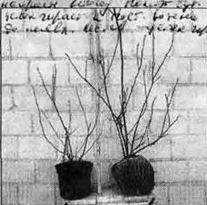 В помощь начинающим садоводам адресует свои заметки Валерий Константинович Железов, садовод-опытник из Саяногорска, однако они интересны всем. Сегодня речь пойдет о контейнерном выращивании саженцев.