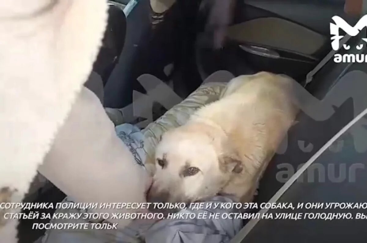    В Приморье женщинам, спасшим собаку «приманку для тигра», грозит статья УК