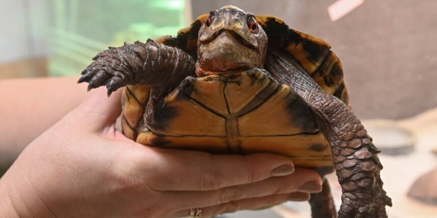    Черепаха из Индии ждёт встречи с посетителямиИгорь Акимов