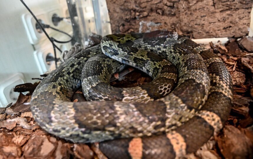    Полоз Меллендорфа известен своим необычным окрасомИгорь Акимов