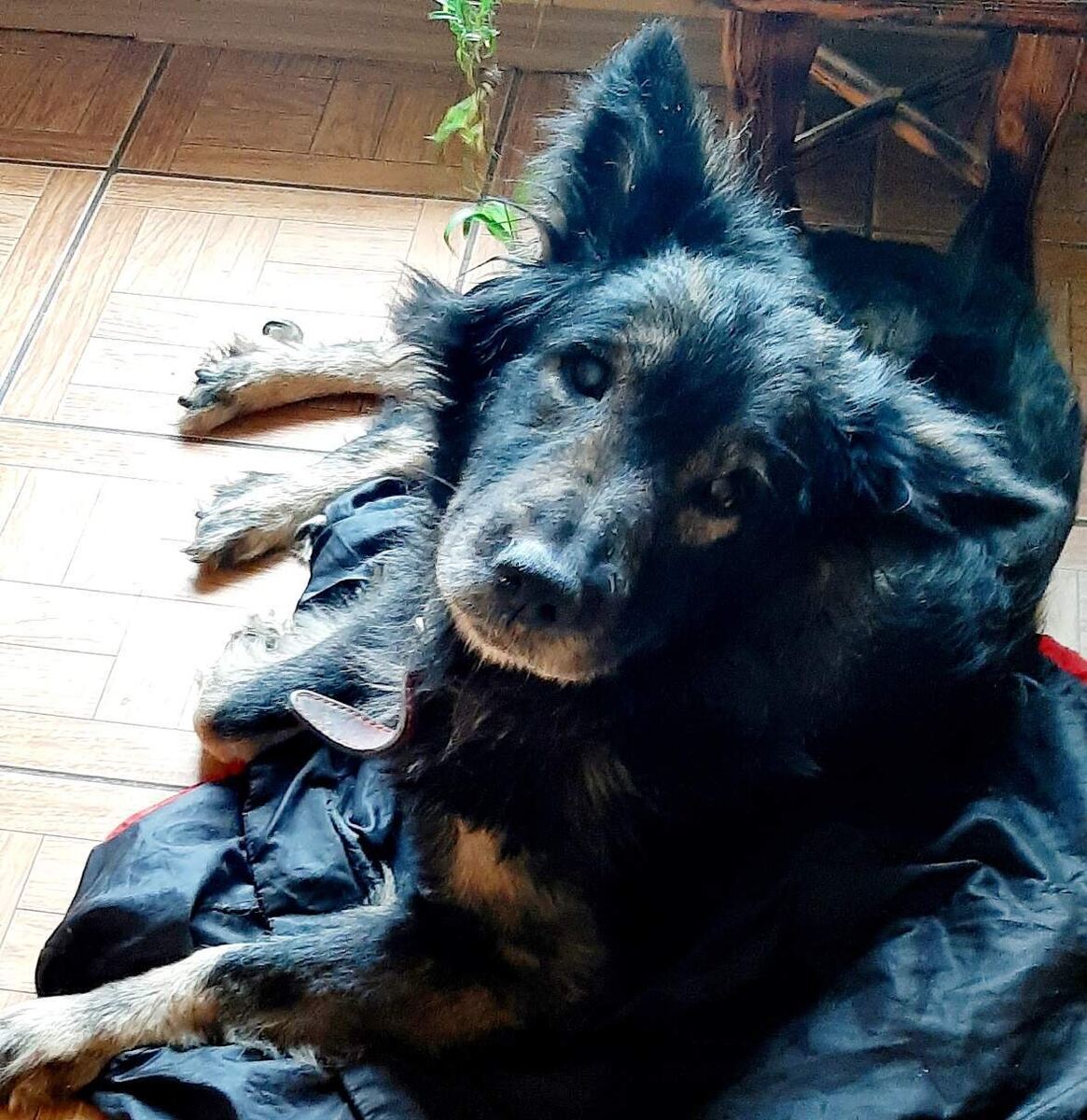 ...за 3 дня до.....