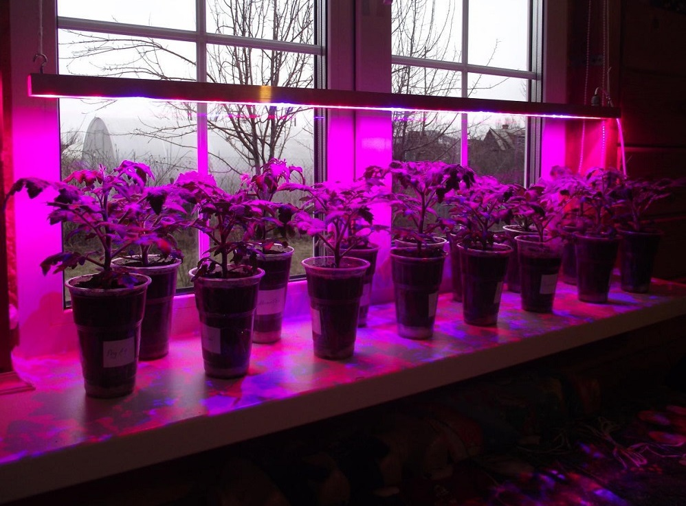 Предпосевная обработка семян