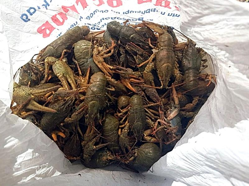 Фото УТ МВД России по СКФО