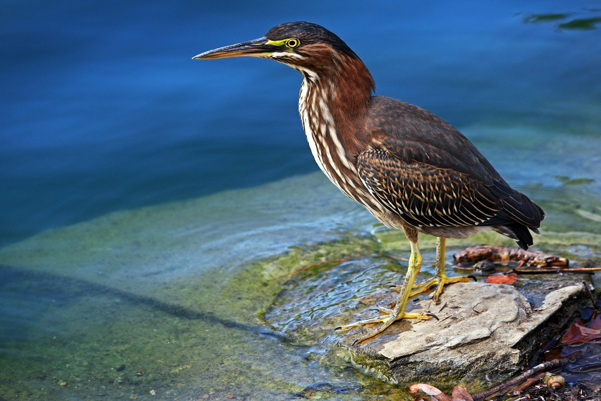 Фото с бесплатного фотостока https://unsplash.com, автор John Cardamone