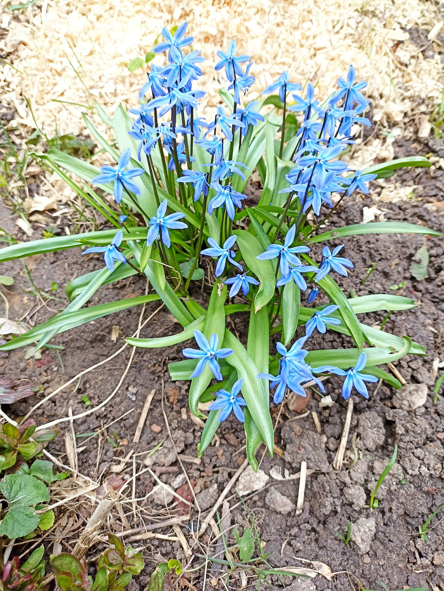 За окном апрельское пробуждение природы, а я болею