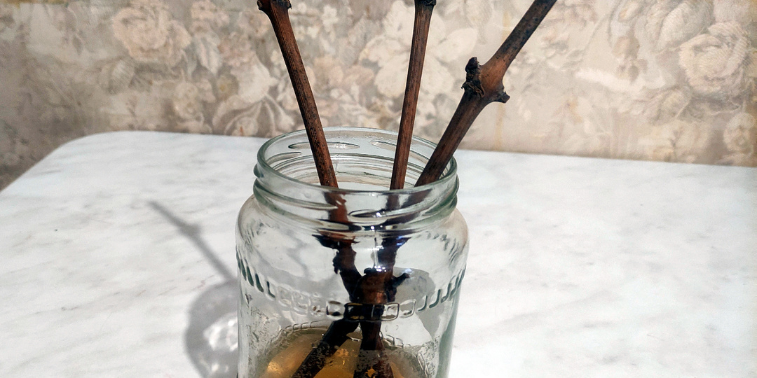 Укоренение черенков винограда - выбираем лучший метод