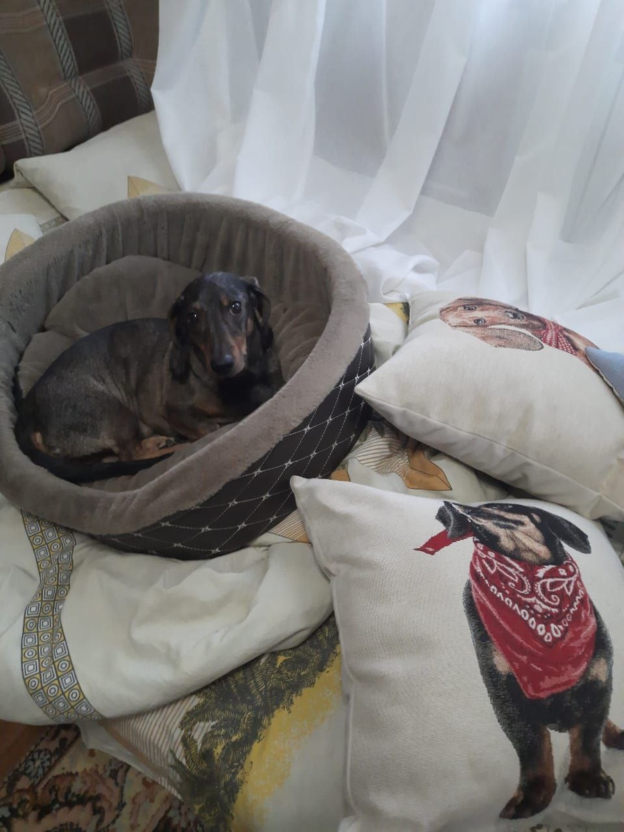 Уют, комфорт и везде — его маленький хвостатый мир...