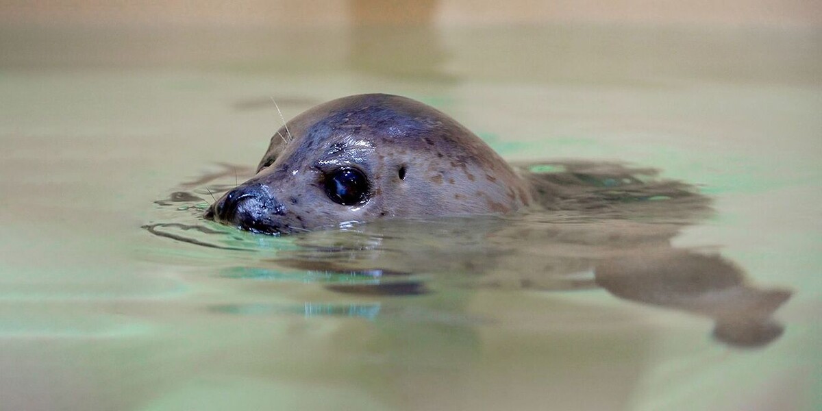 фото с сайта https://deti.ag.mos.ru