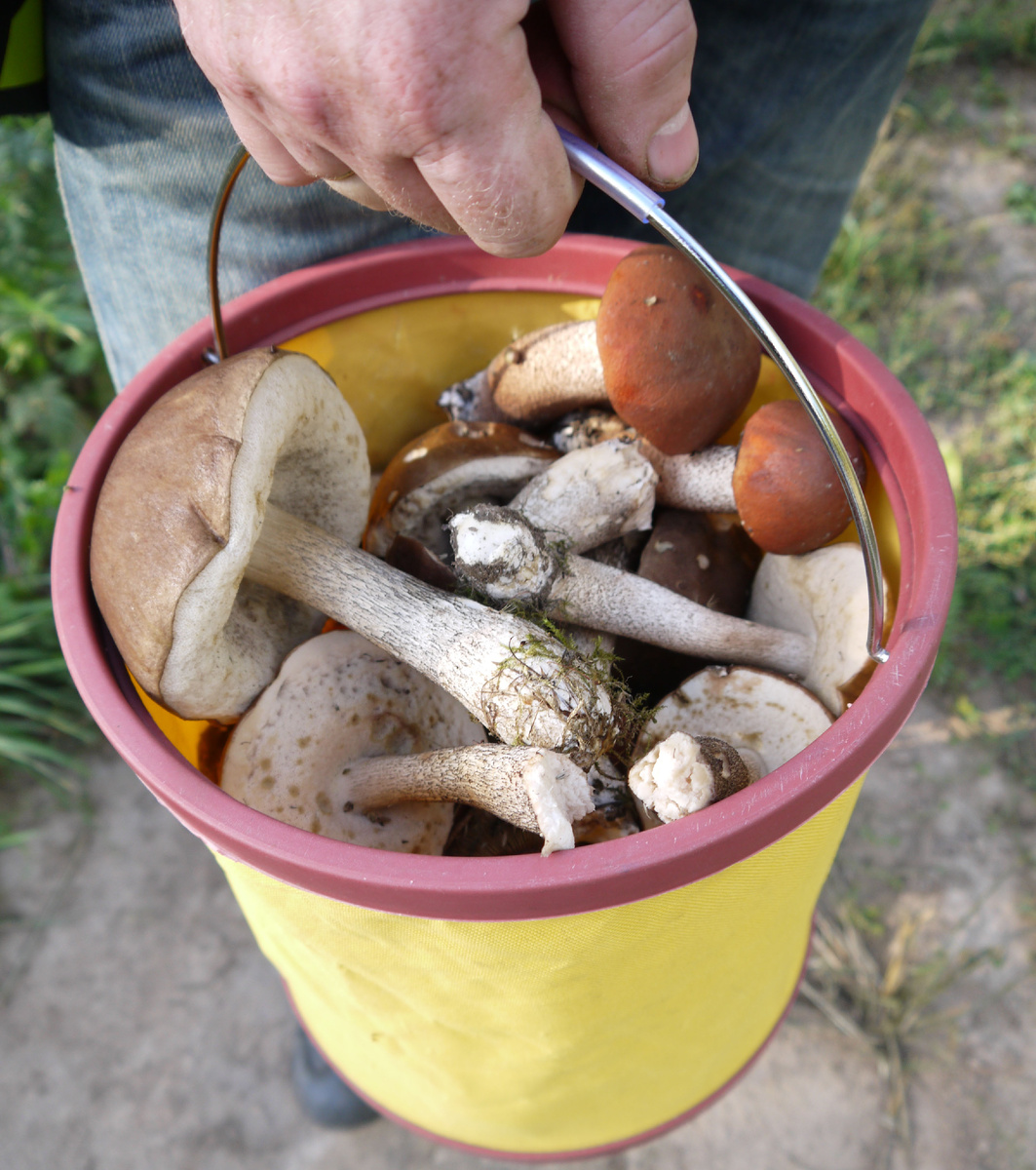 Грибы как картинка, чего не скажешь о ногтях. Фото автора.