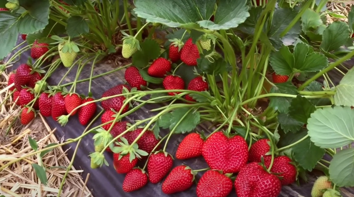 Клубника – популярная солнцелюбивая культура. Сорт Альба. Фото автора