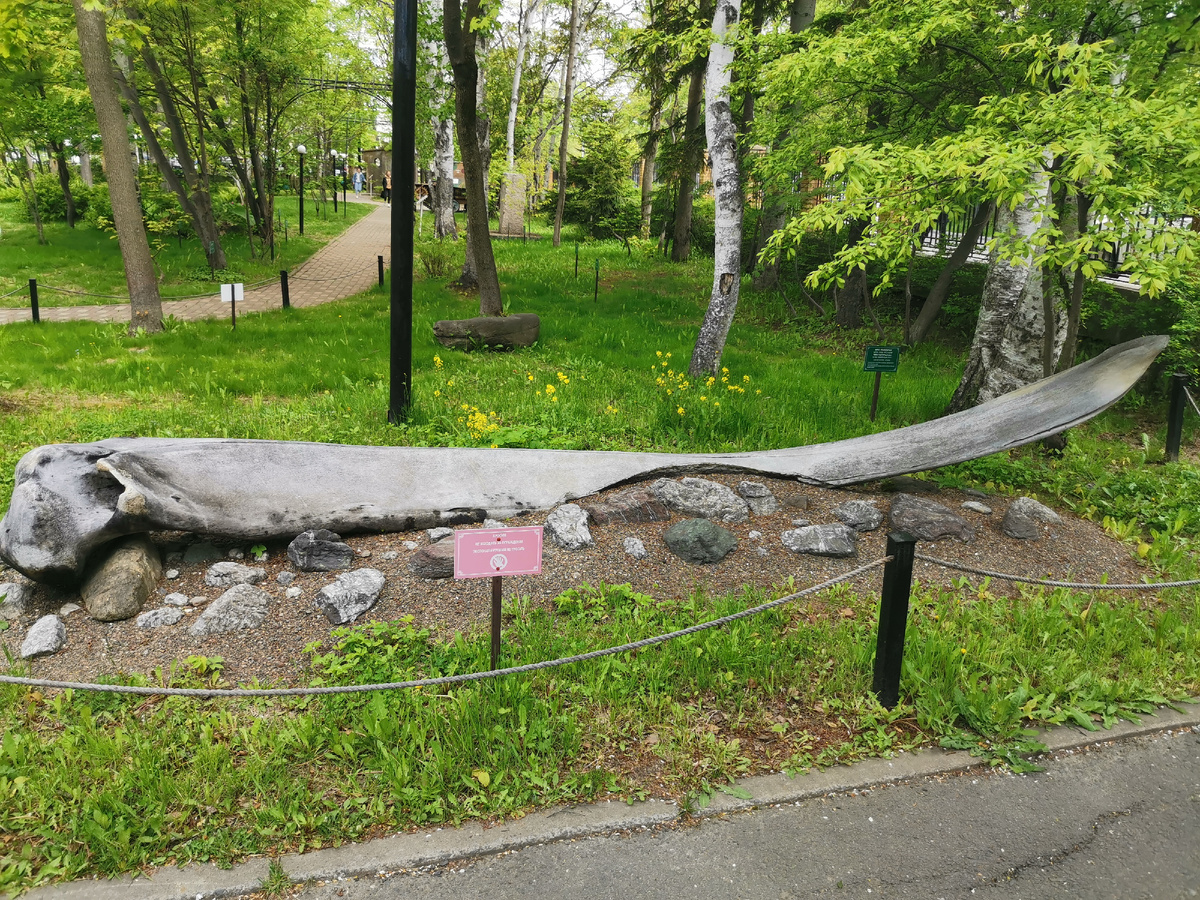 Ребро кита.