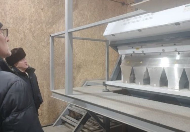    Фиолетовую пшеницу в Омской области выращивает одно семеноводческое хозяйство