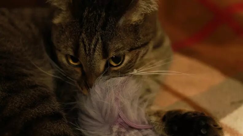     Источник: 1MI