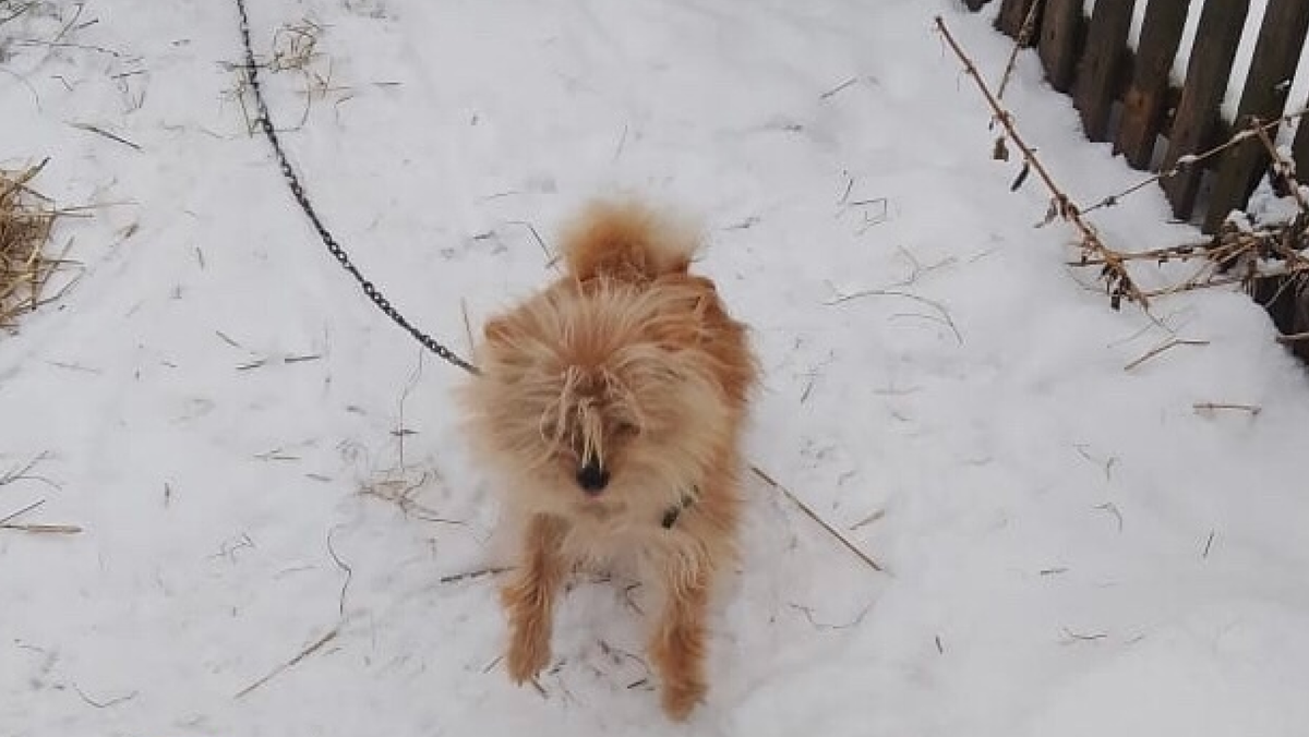    Шпиц Веня жил на цепи три года. Фото: animal_nsk – Спасение, помощь, защита животных