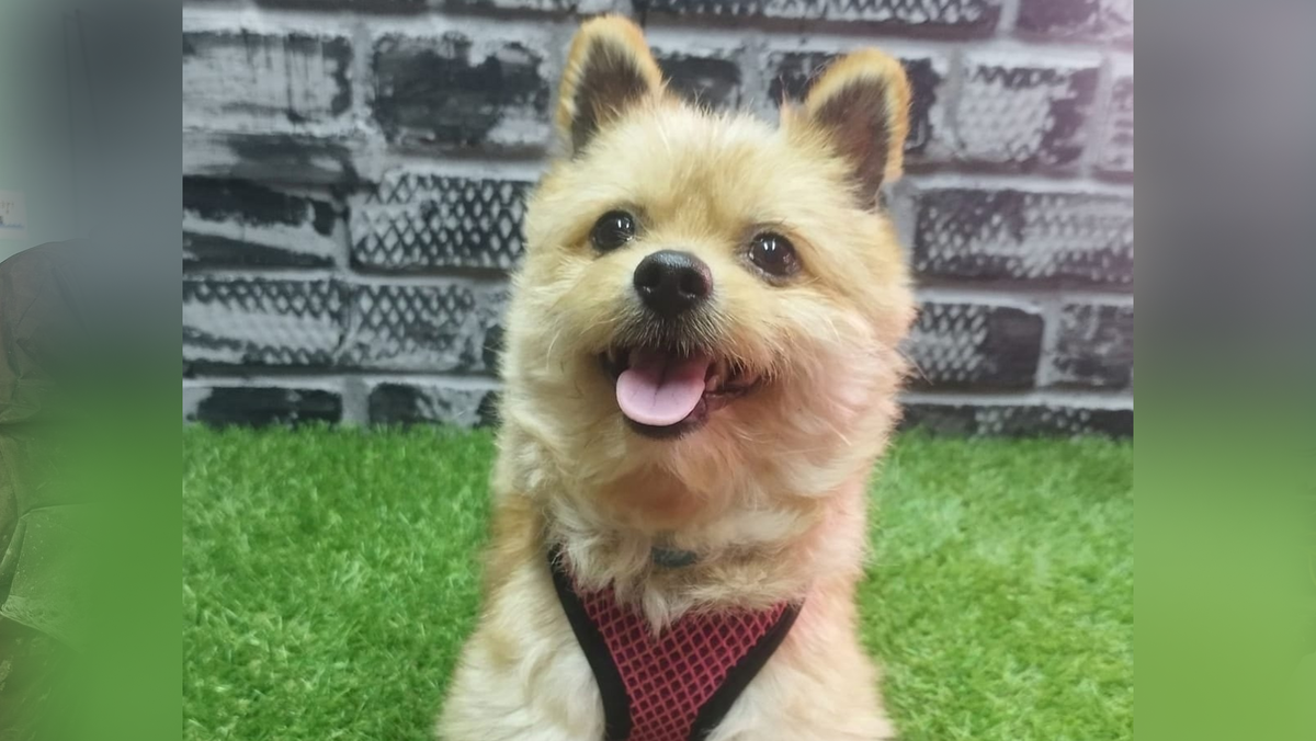    Веня ищет новых хозяев. Фото: animal_nsk – Спасение, помощь, защита животных