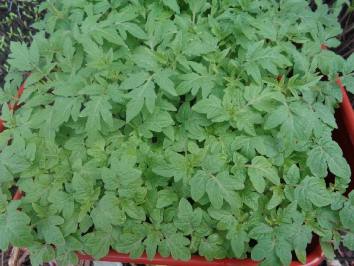 Обработка рассады от всех болезней и вредителей!