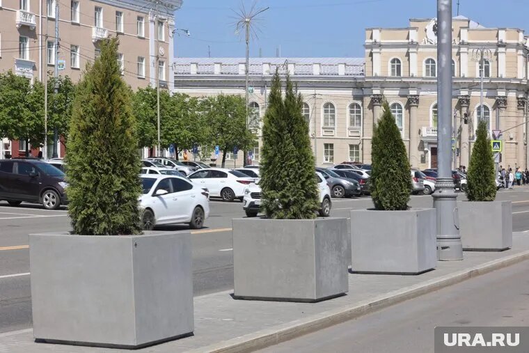 Курганские туи пытаются защитить от солнца и снега. Фото: Екатерина Сычкова © URA.RU