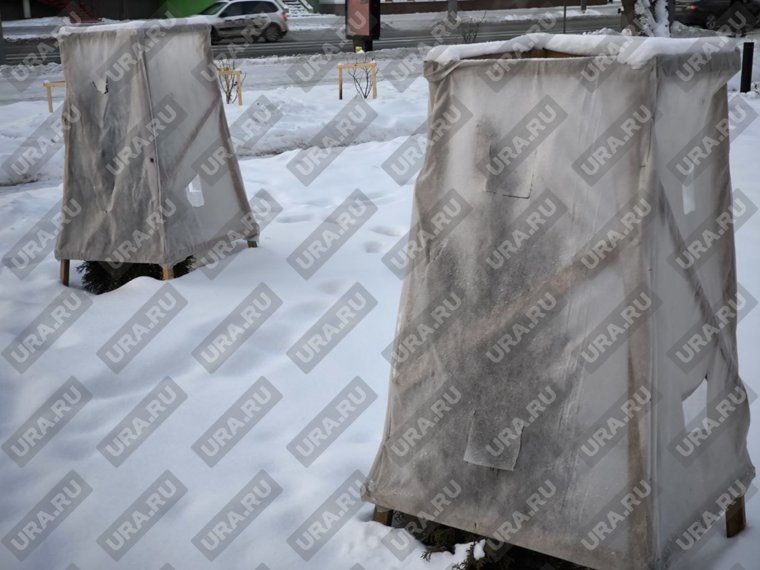 Курганским туям устроили кемпинг. Фото: Валерий Кузнецов © URA.RU