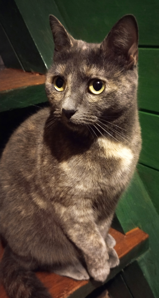 Наша стерилизованная красавица Черри