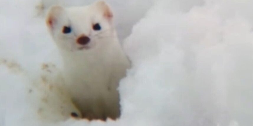    скриншот репортажа телеканала "Санкт-Петербург"