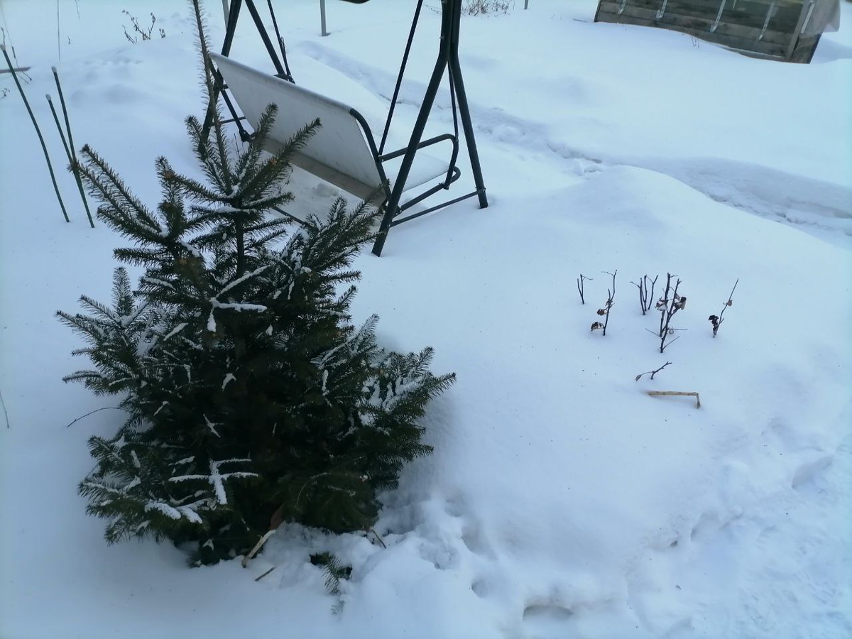 Вот сколько у нас снега на конец января, фото автора