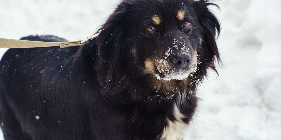 10 лет живёт в приюте...