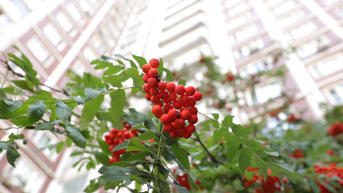    Фото: Анатолий Цымбалюк / Вечерняя Москва