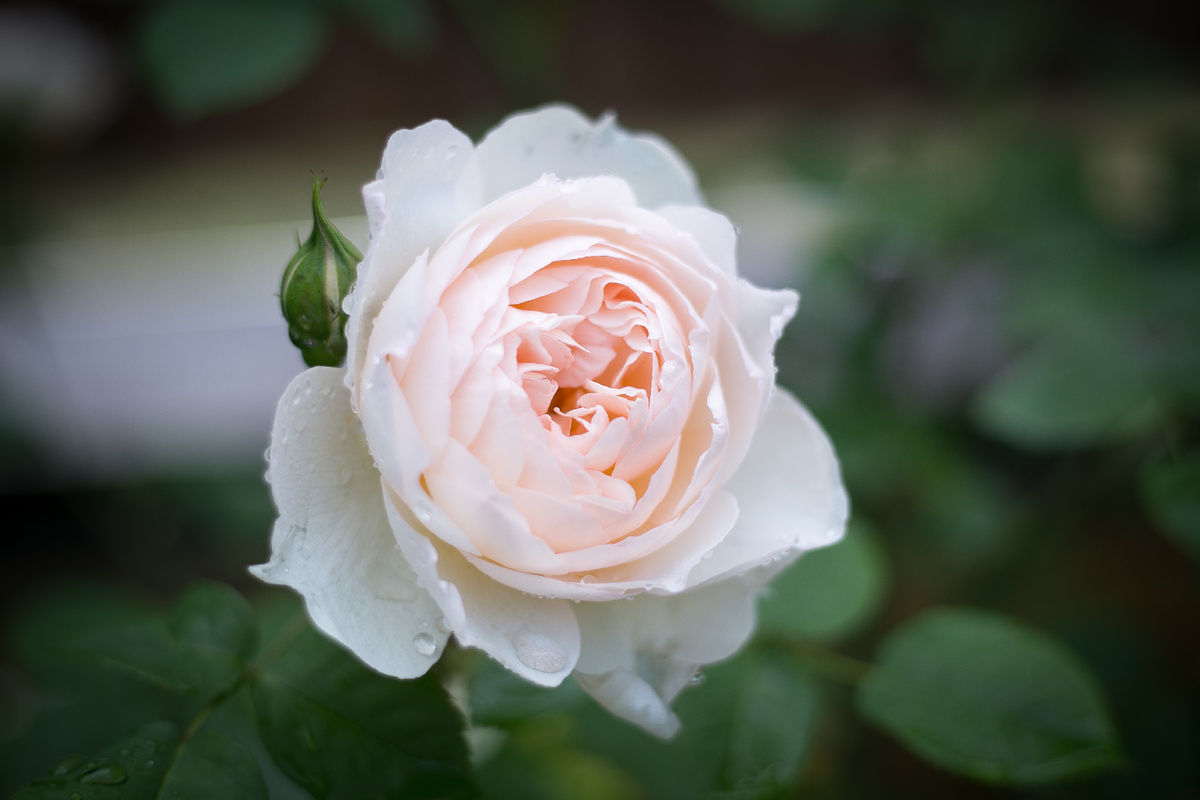 Автор фото Елена Якимова / Greenfingers