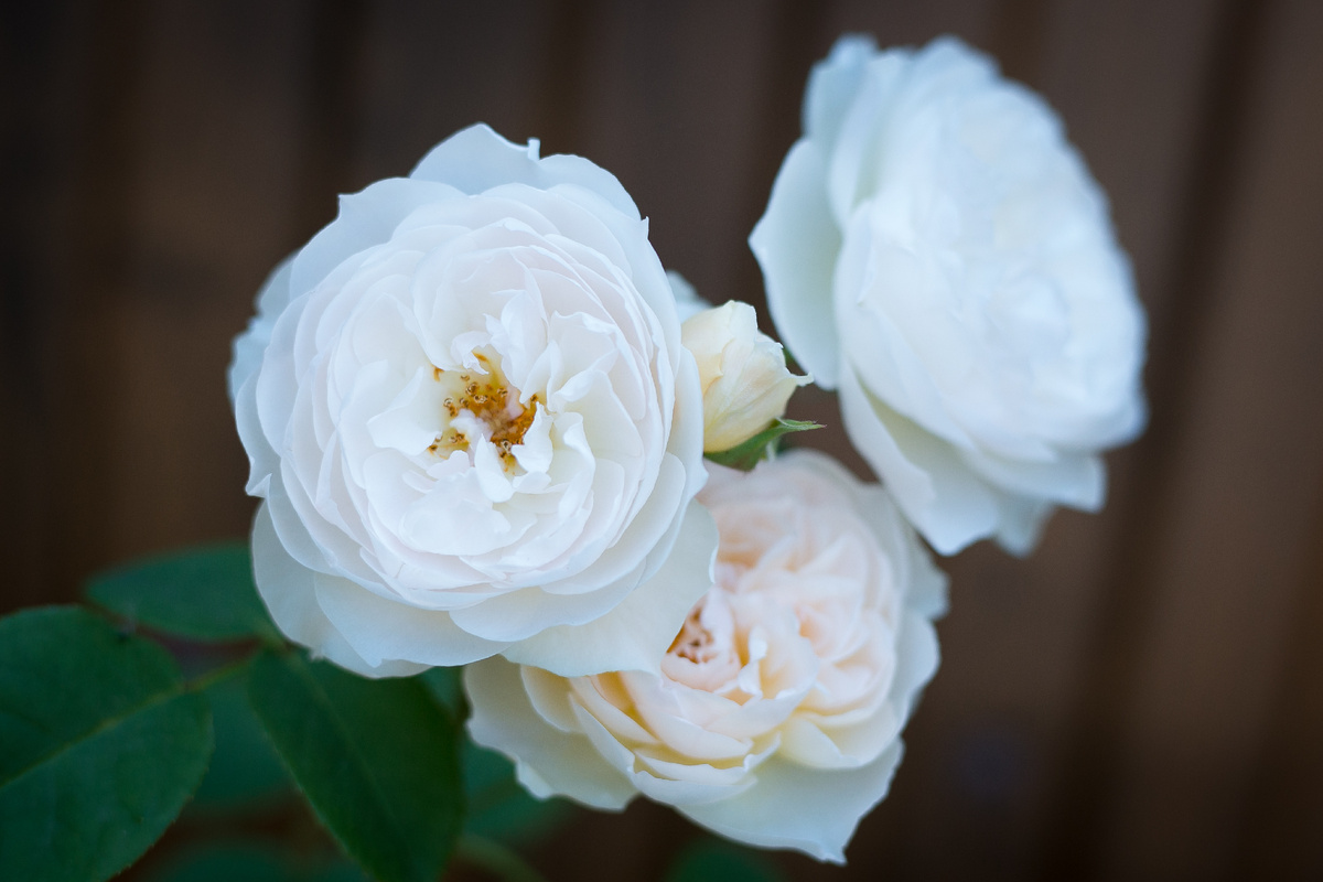 Автор фото Елена Якимова / Greenfingers