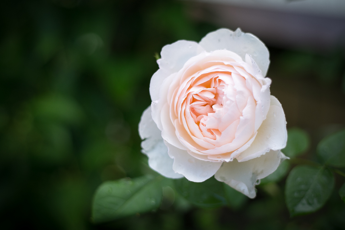 Автор фото Елена Якимова / Greenfingers