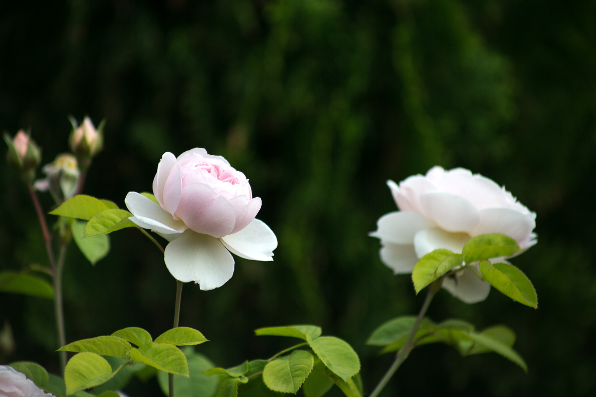 Автор фото Елена Якимова / Greenfingers