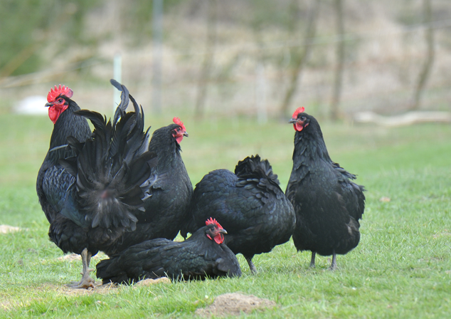 Фото с сайта Pinterest