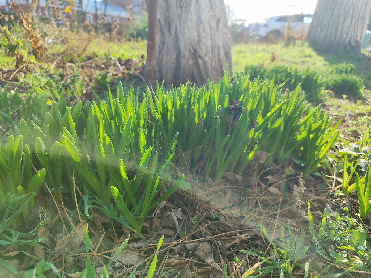 Гиацинты в конце января в Крыму. Природа просыпается! 