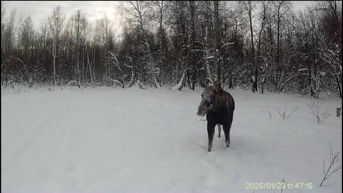    Любопытный лось попал на видео в природном парке «Аслы-куль» в Башкирии