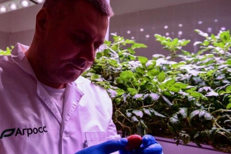    Новаторское аэропонное оборудование для картофеля уральских инженеров успешно тестируется в БГСХА