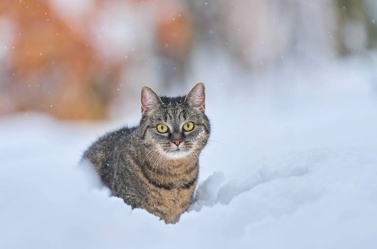 Сердце под пальто