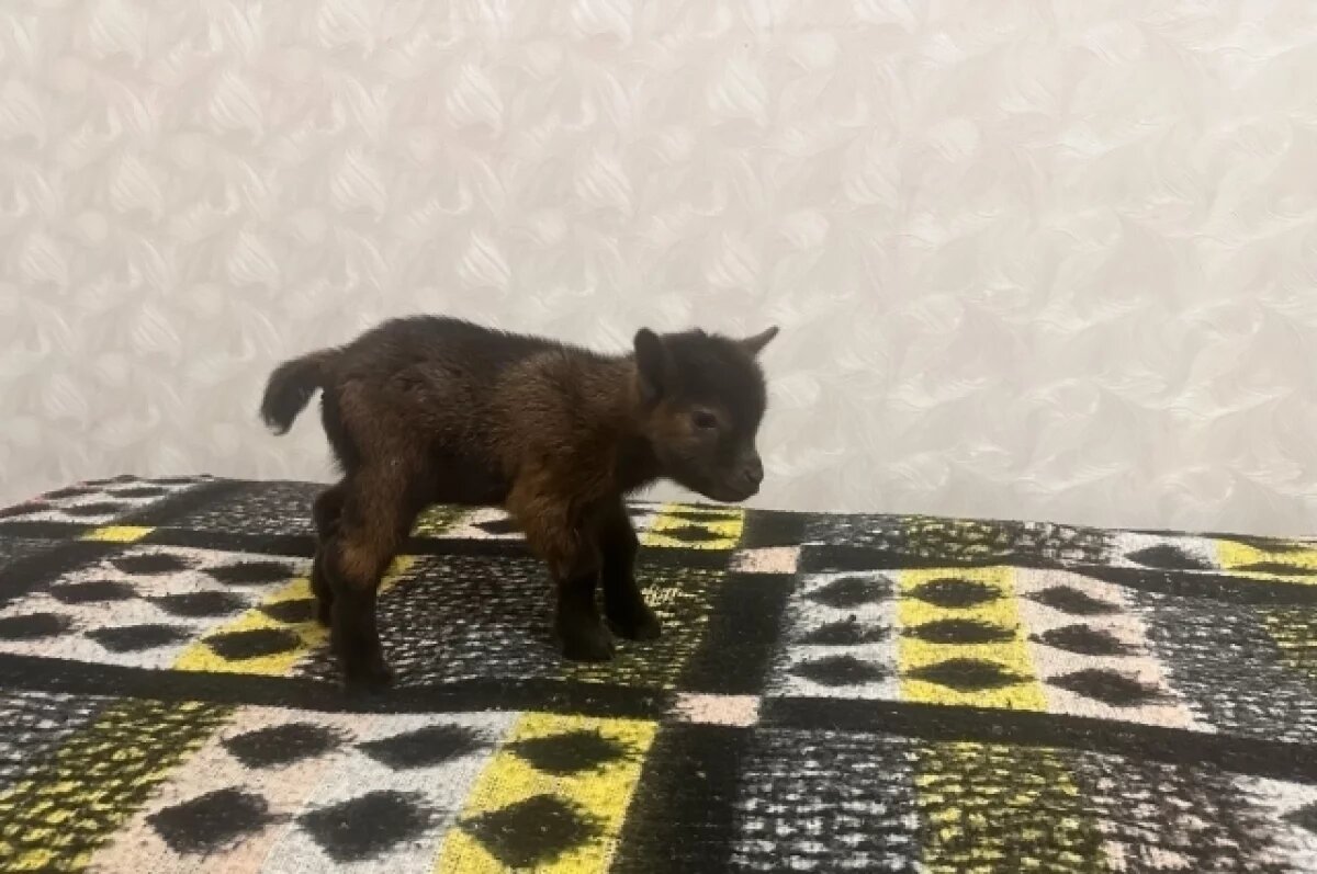    Козочка родилась слабенькой, и ее пришлось взять в квартиру.