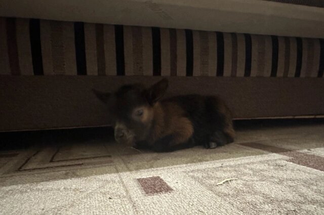    Фото: Из личного архива Козлёнок часто прячется под диваном.