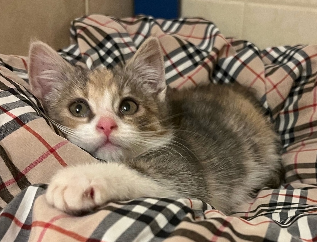 Вот такой крохой Луиза появилась на передержке у Жанны