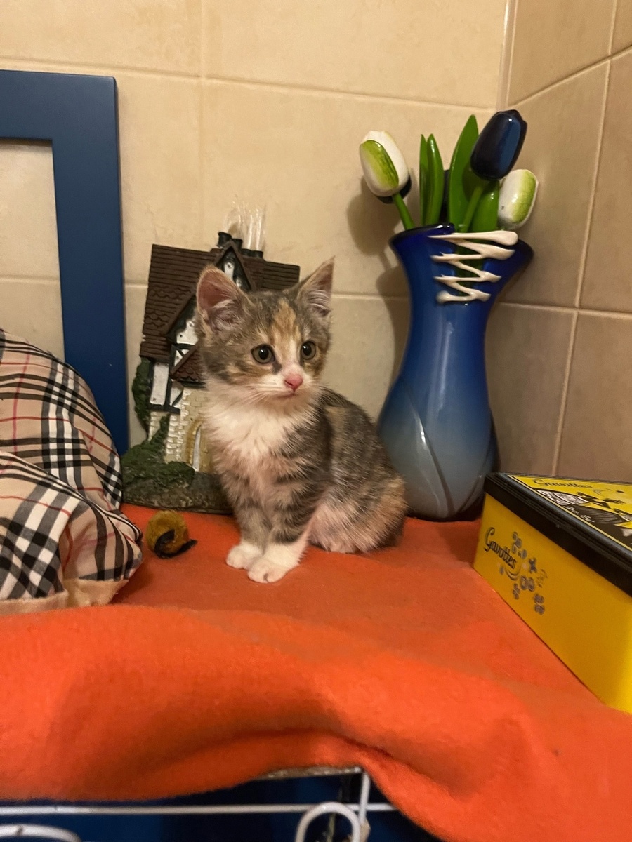 Вот такой крохой Луиза появилась на передержке у Жанны