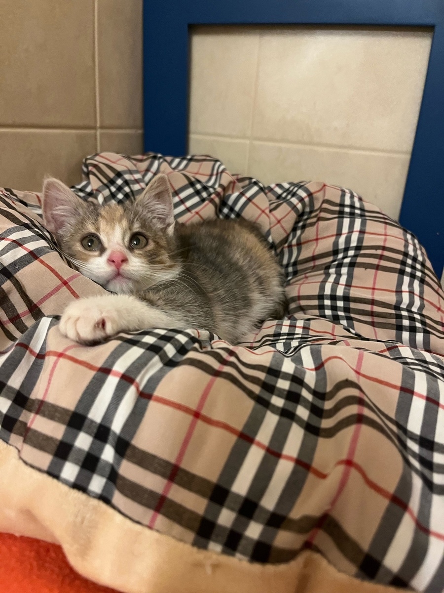 Вот такой крохой Луиза появилась на передержке у Жанны