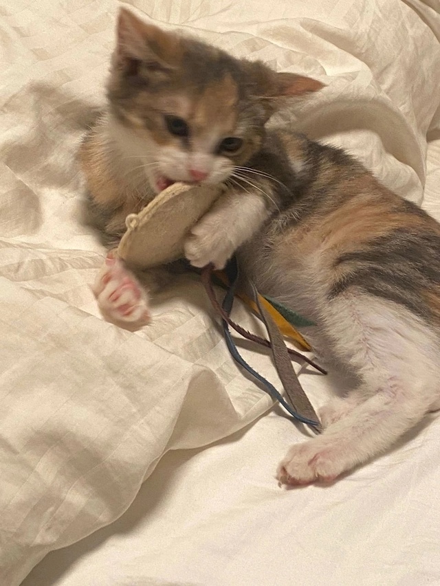 Дом, дом, дом, мой милый дом!