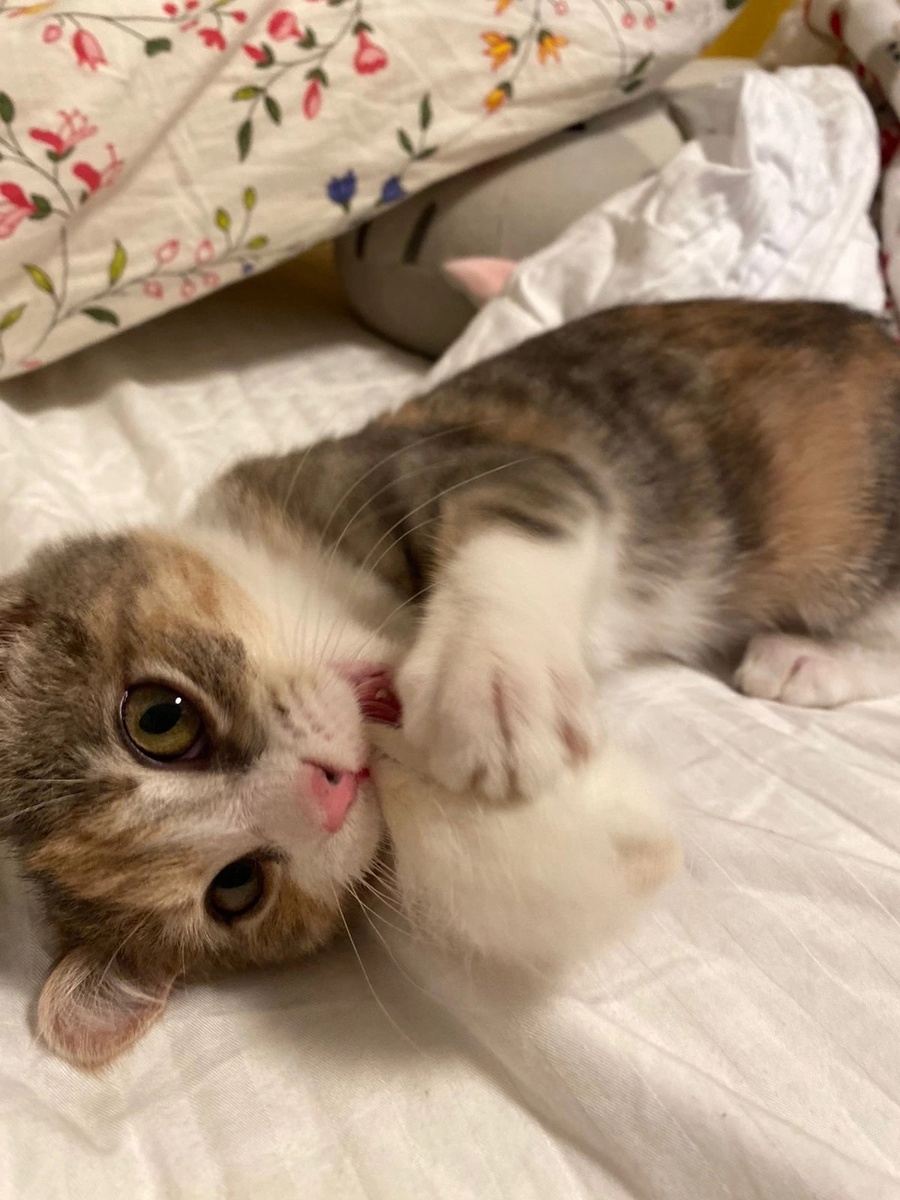 Дом, дом, дом, мой милый дом!