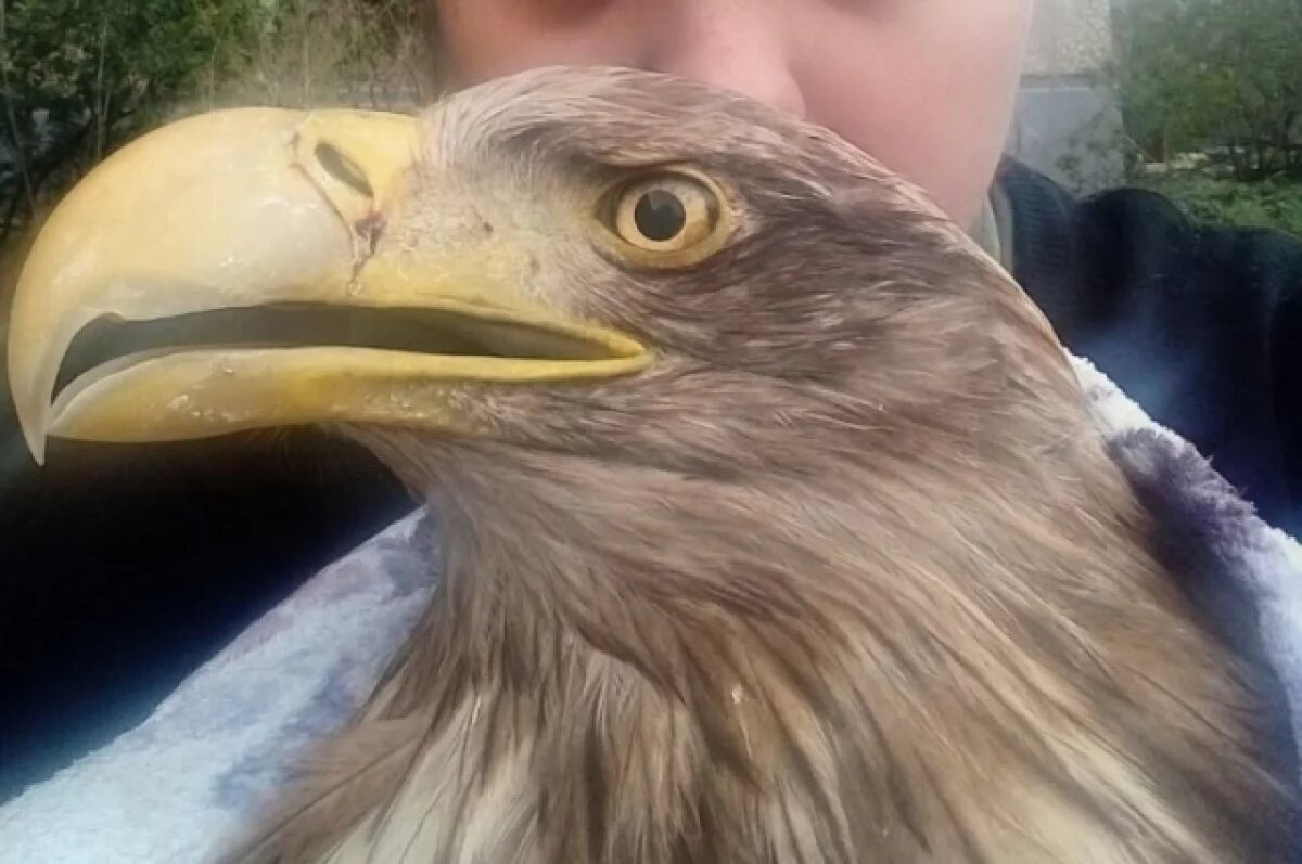    Владелица центра реабилитации организовала его в своем дворе.