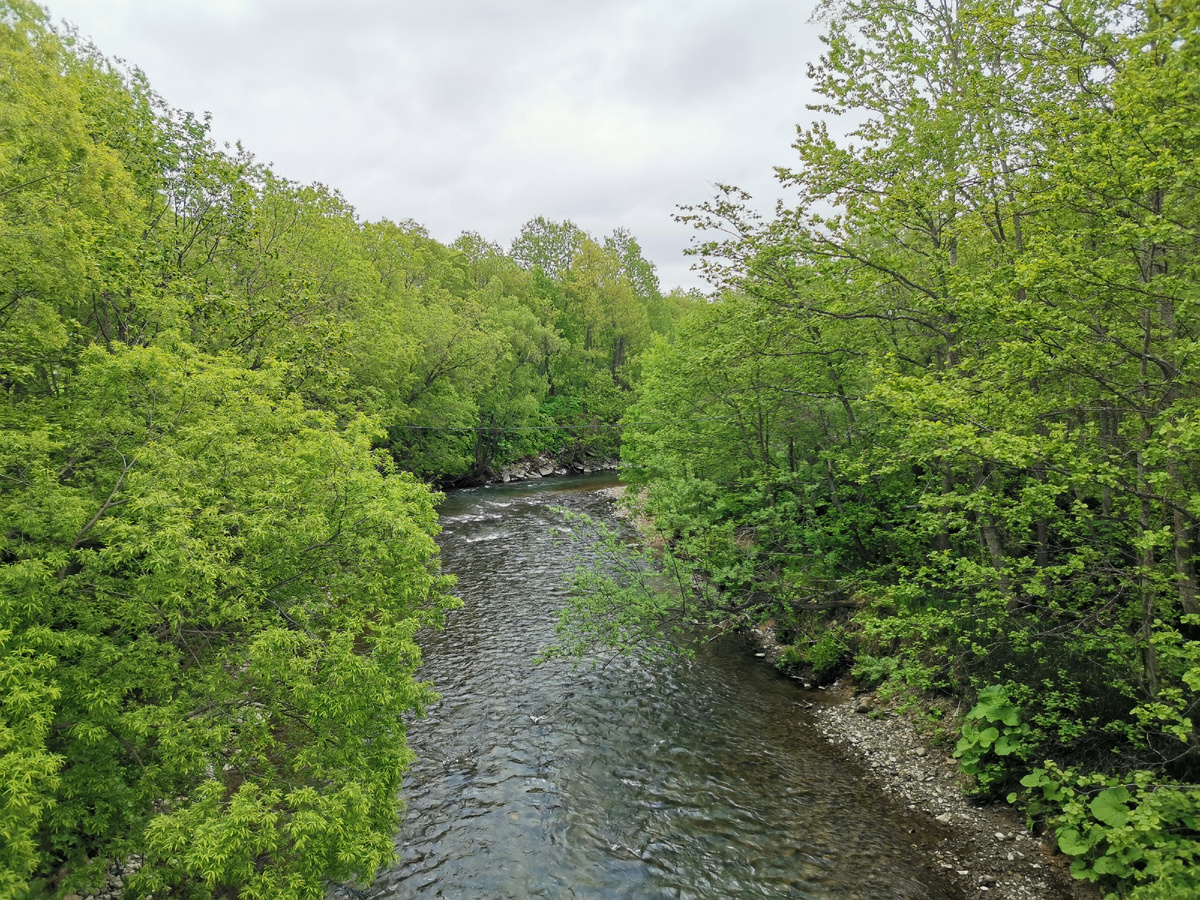 Речка с большой рыбой. Может быть даже симой.