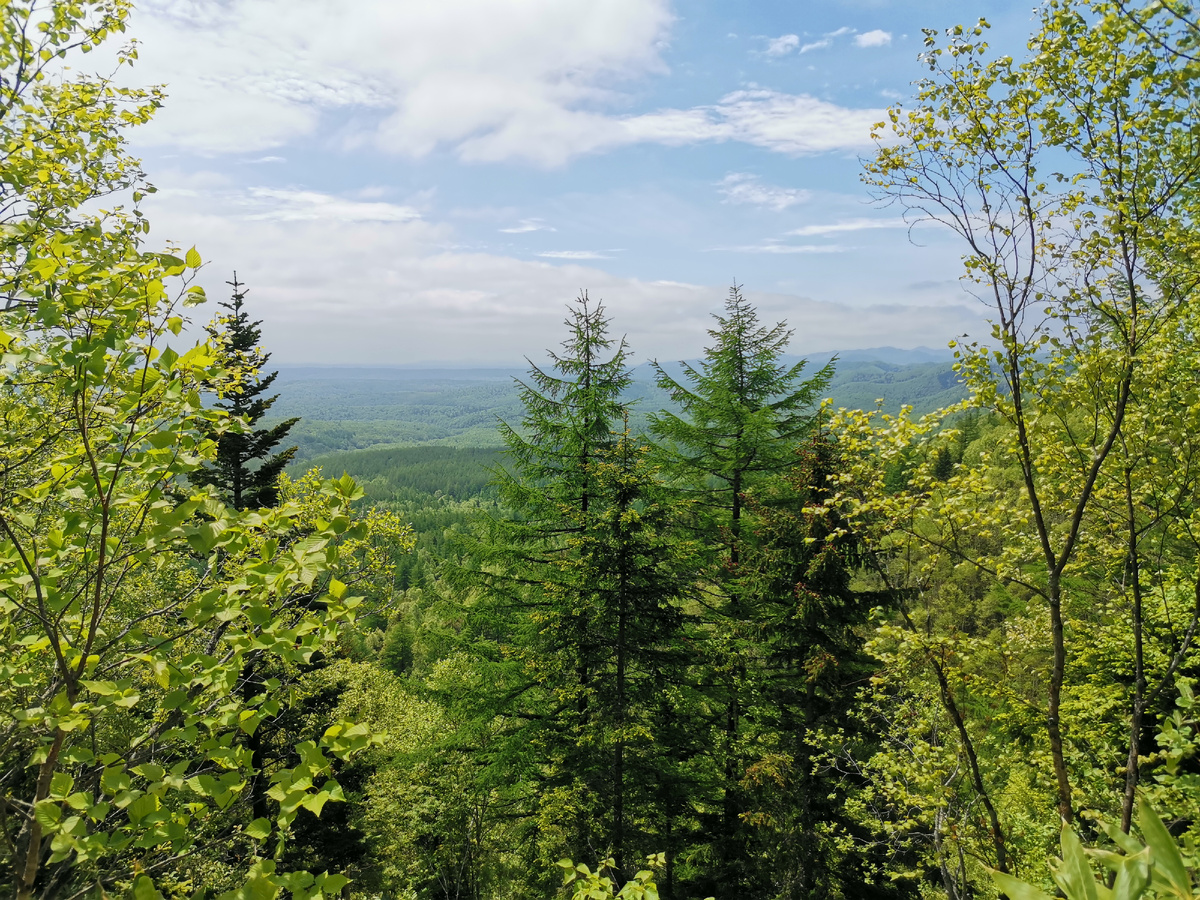 Разноцветная сахалинская тайга.