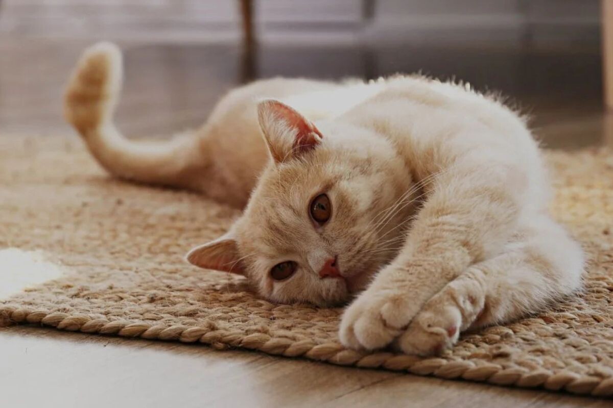 Кошка катается по полу 