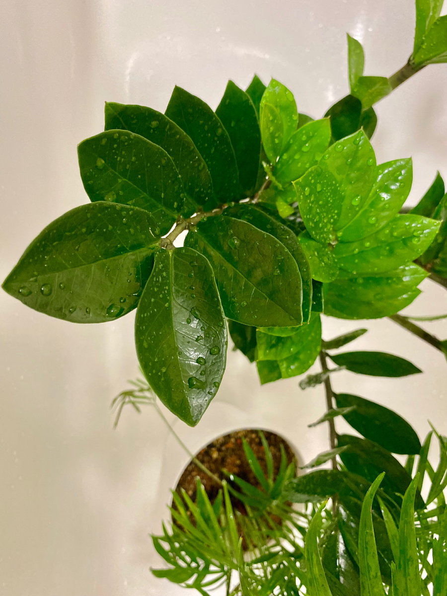 Замиокулькас 