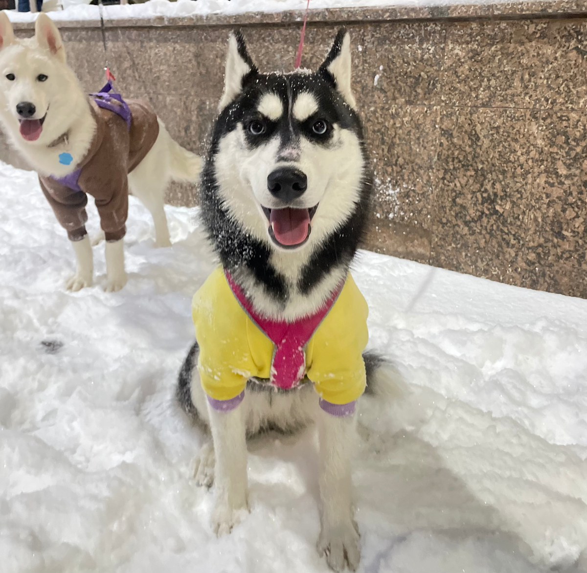 Серкан и Мона. 28.01.2025 г.